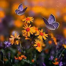 butterfly images for whatsapp dp